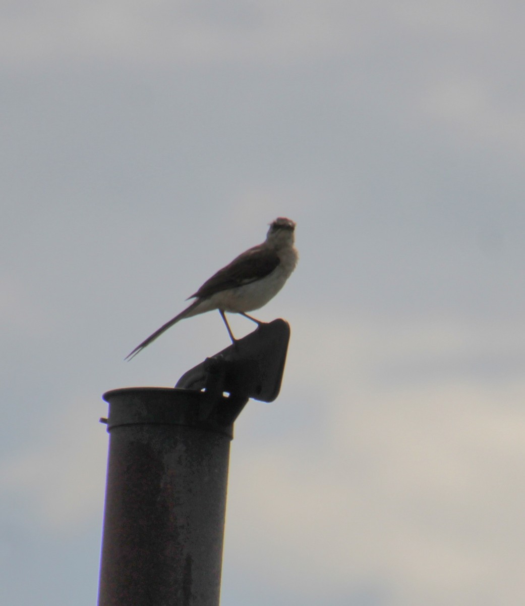 Northern Mockingbird - ML622177191