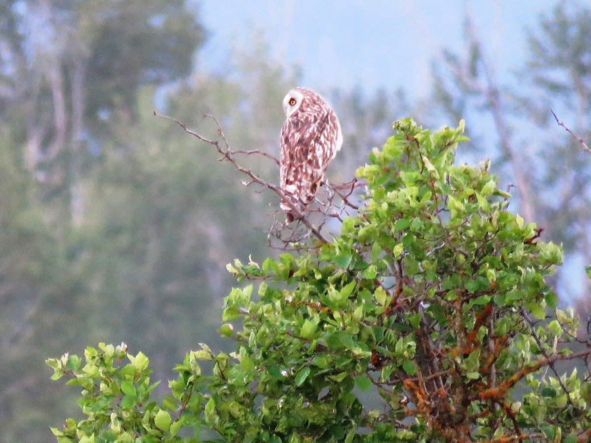 Short-eared Owl - ML62217721