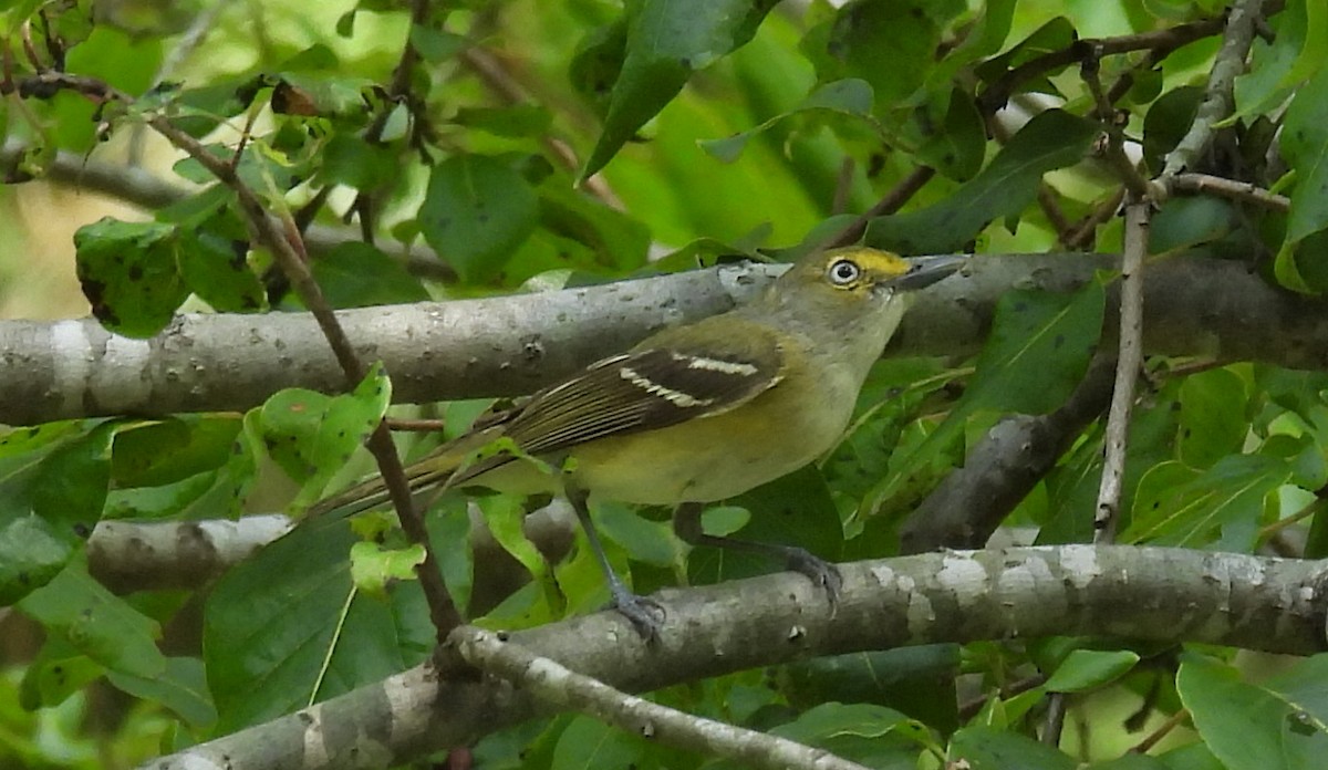 White-eyed Vireo - ML622177334