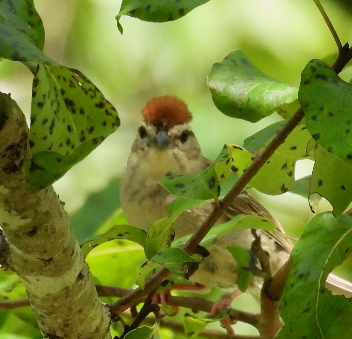 Chipping Sparrow - ML622177361
