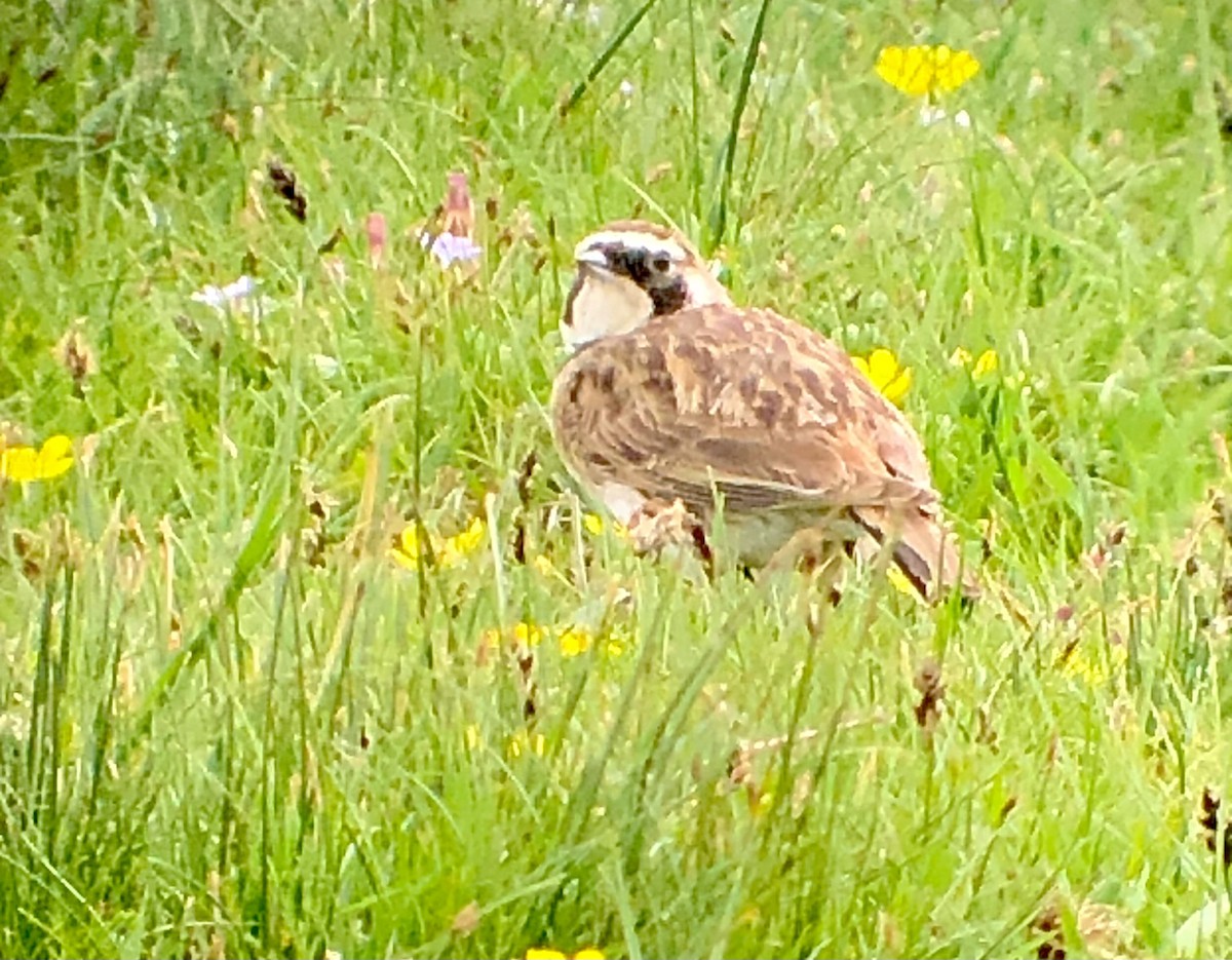 Horned Lark (Tibetan) - ML622177431