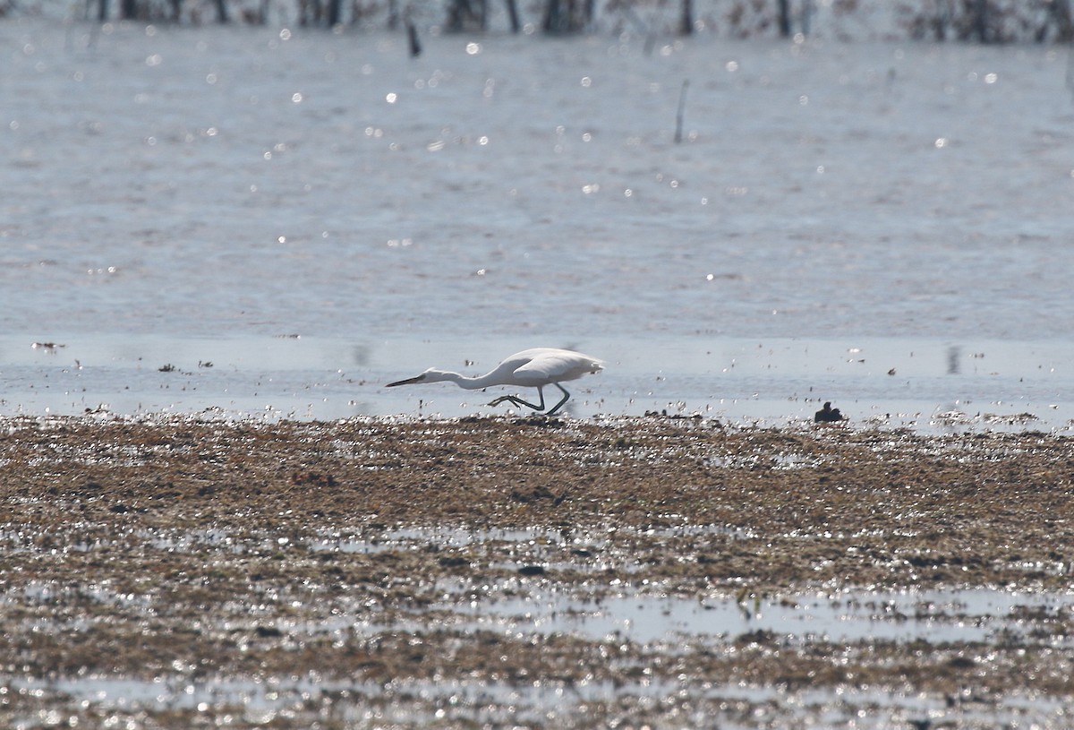 Chinese Egret - ML622177436