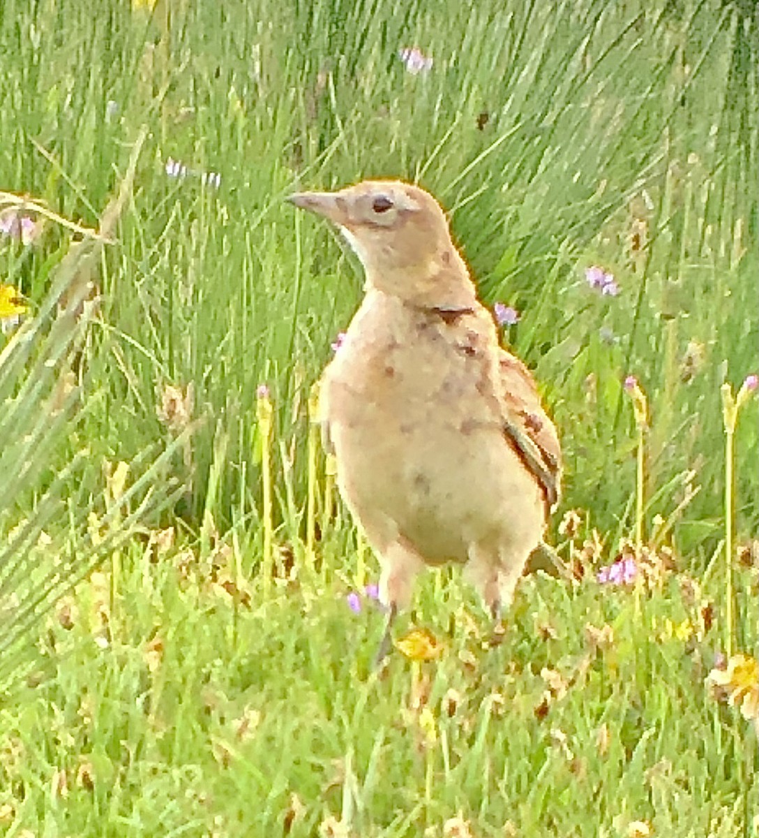 Tibetan Lark - ML622177453