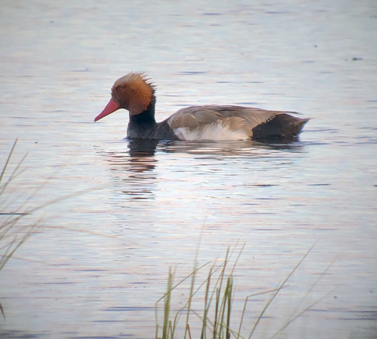 Red-crested Pochard - ML622177543