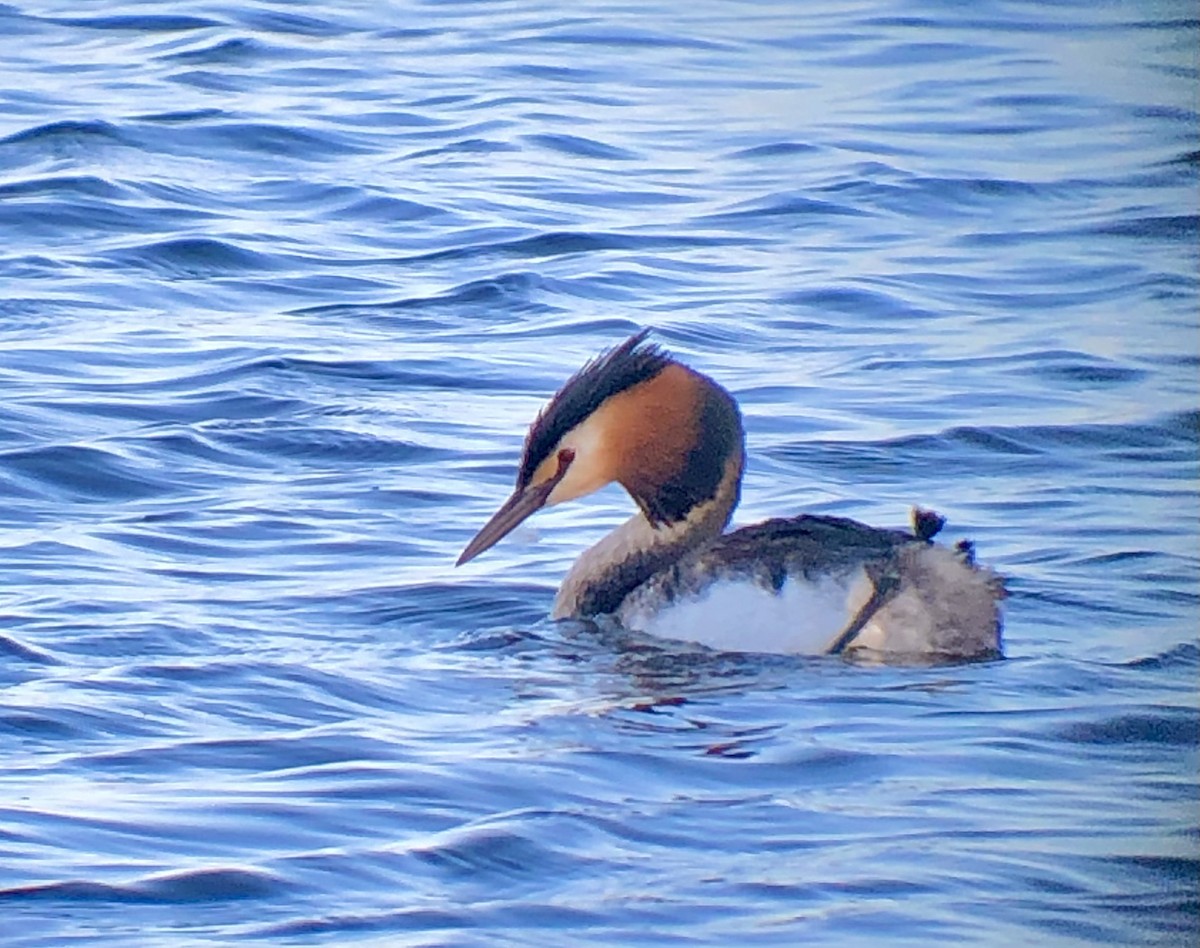 Great Crested Grebe - ML622177561