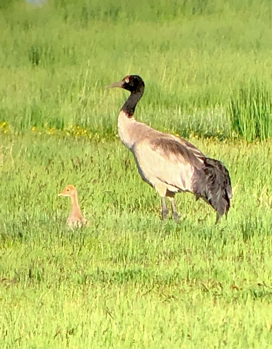 Black-necked Crane - Alison Huff