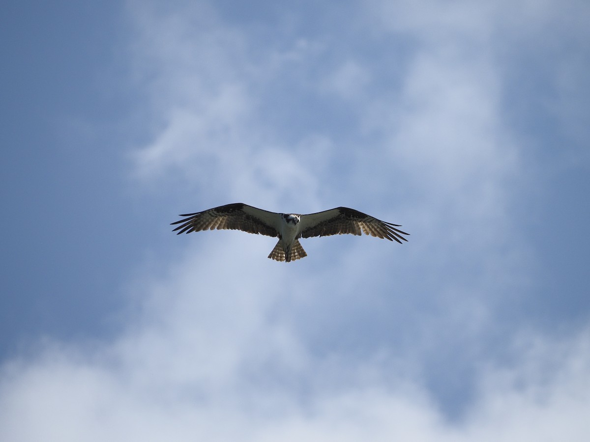 Águila Pescadora - ML622177586