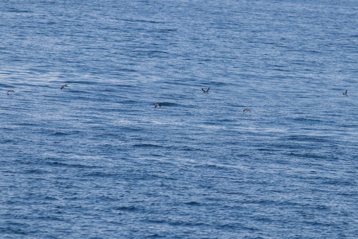 Black-vented Shearwater - ML622177589