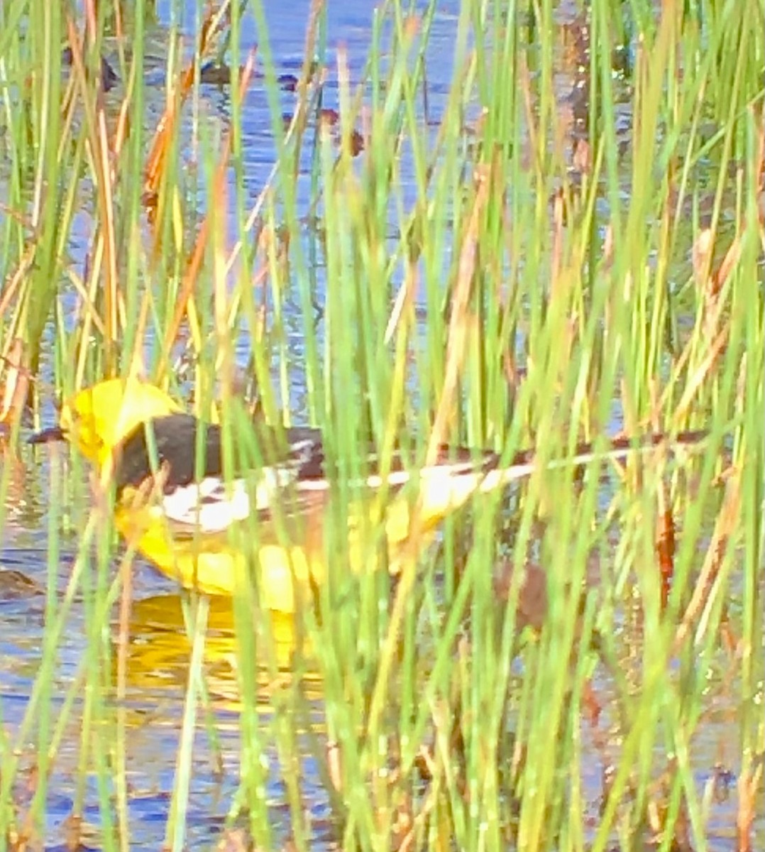 Citrine Wagtail (Black-backed) - ML622177607