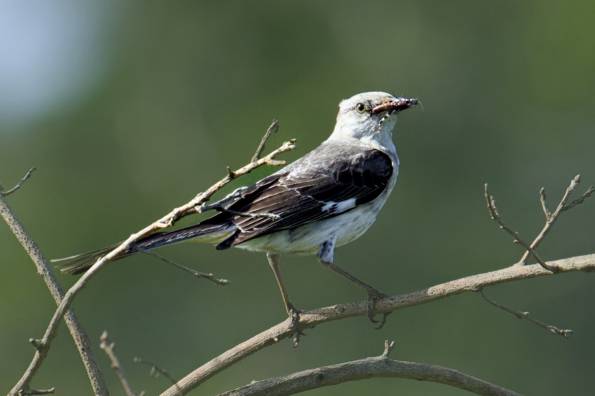 Northern Mockingbird - ML622177665