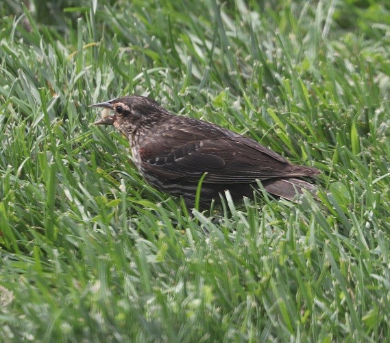 Red-winged Blackbird - ML622177683