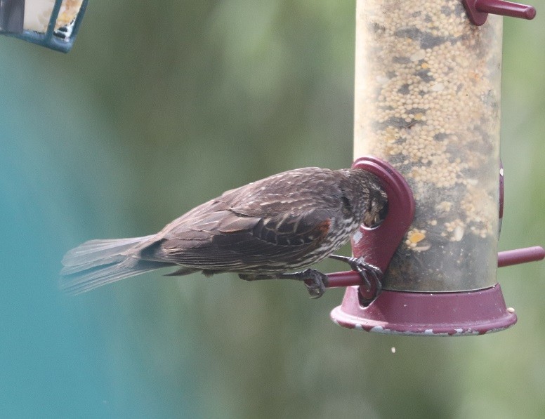 Red-winged Blackbird - ML622177684