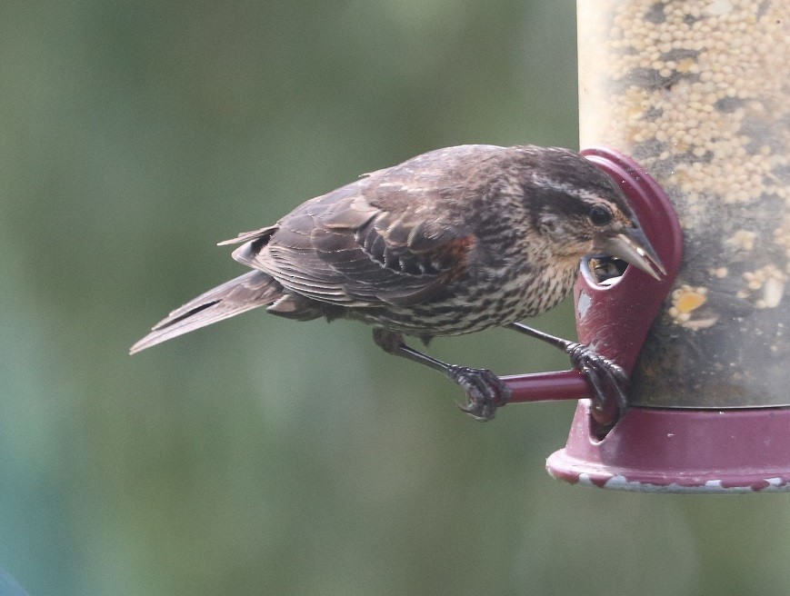 Red-winged Blackbird - ML622177685