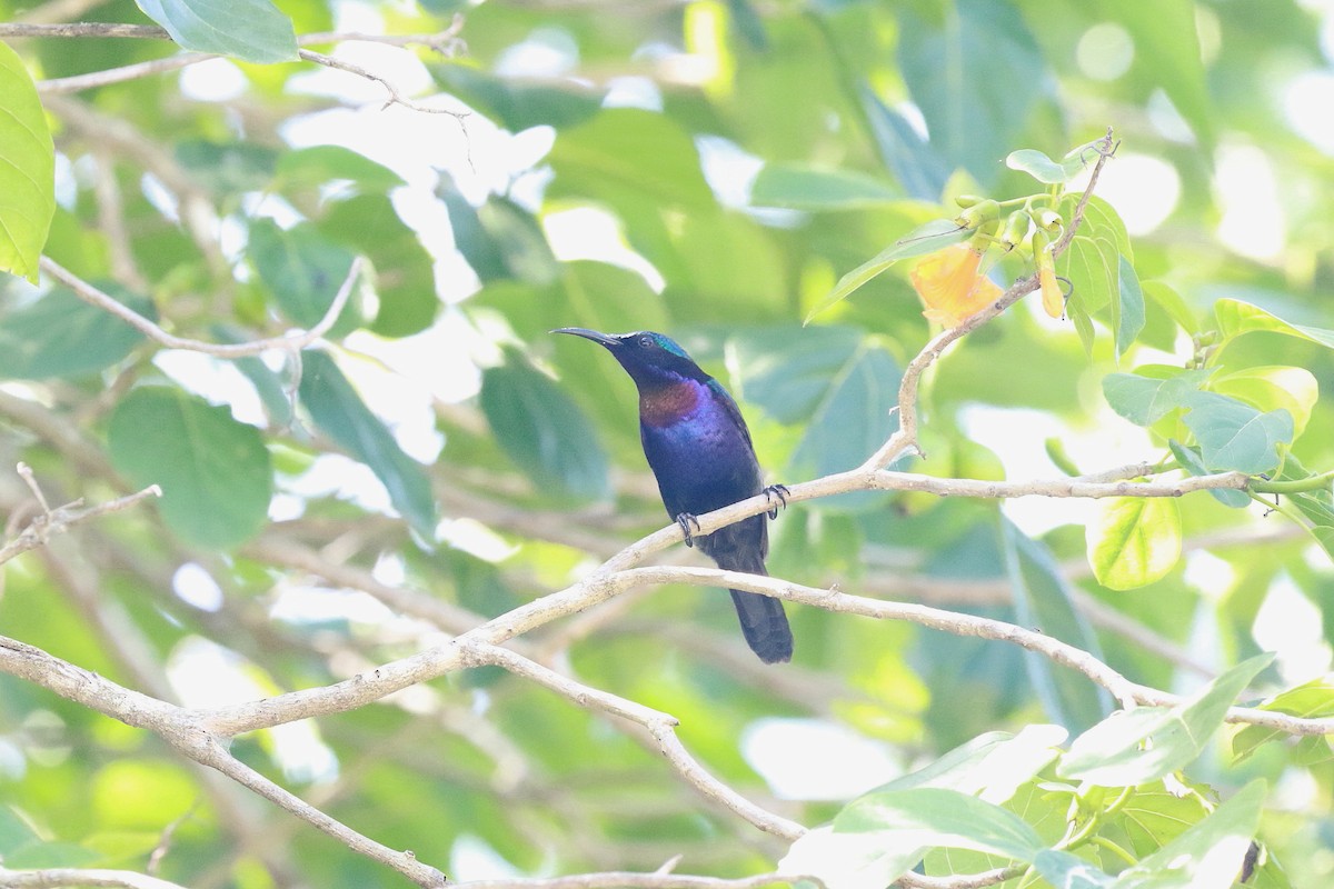 Copper-throated Sunbird - ML622177698