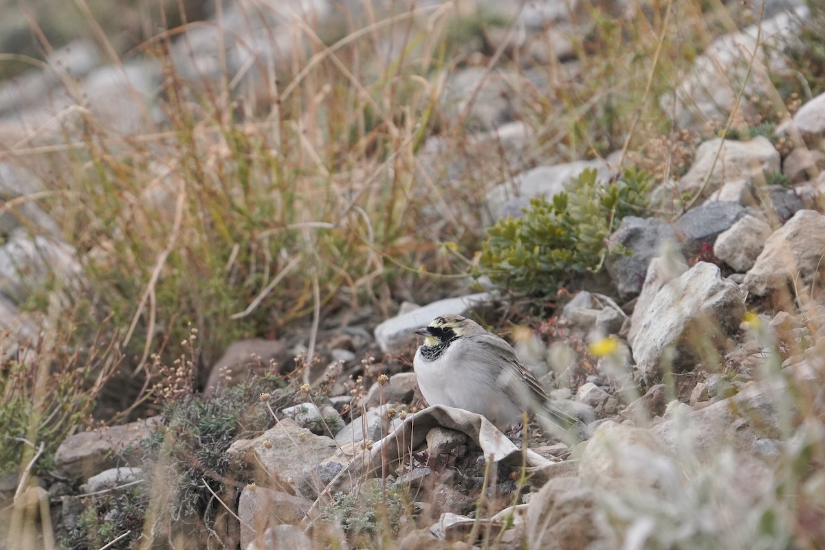 Horned Lark - ML622177699