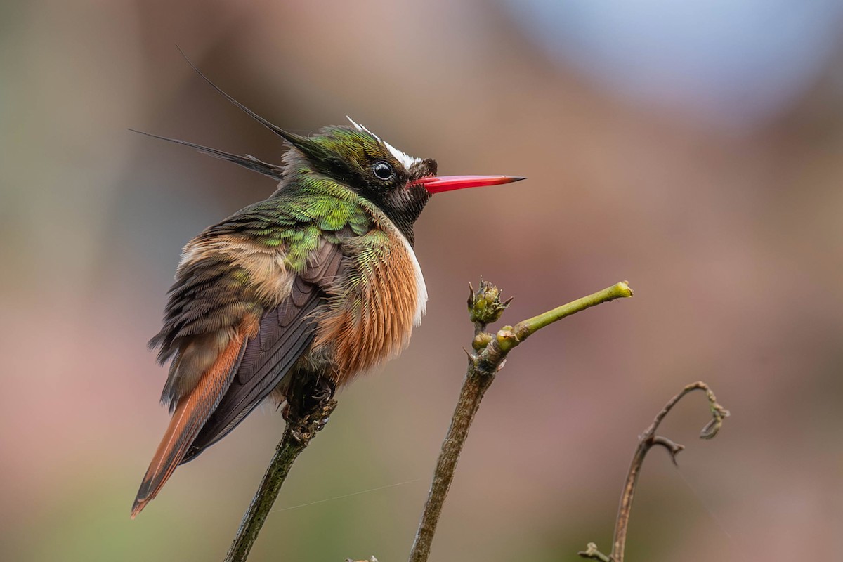 White-crested Coquette - ML622177723