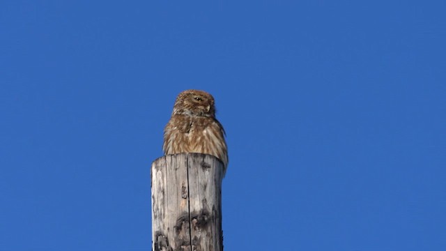 Little Owl - ML622177730