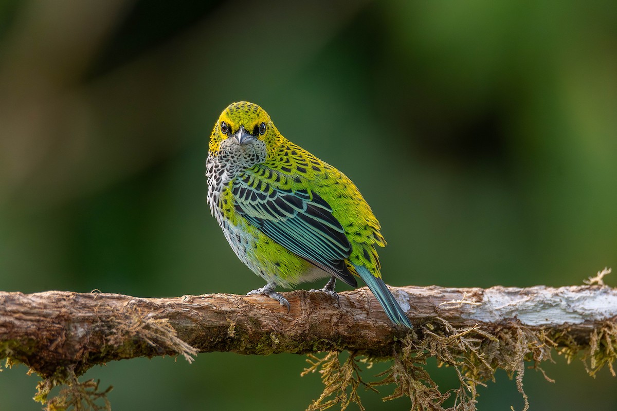 Speckled Tanager - ML622177736