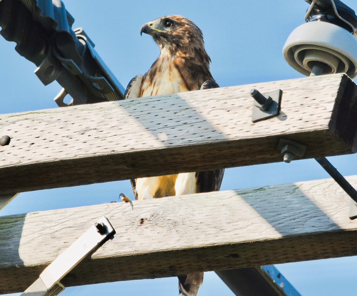 Red-tailed Hawk - ML622177796