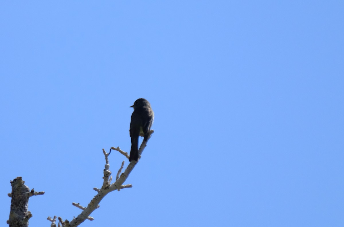 Dusky Flycatcher - ML622177797