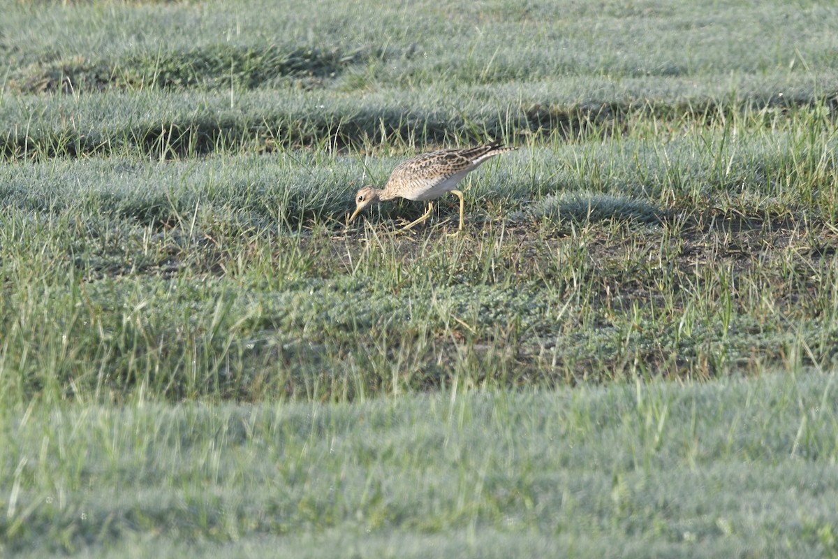 Upland Sandpiper - ML622177890