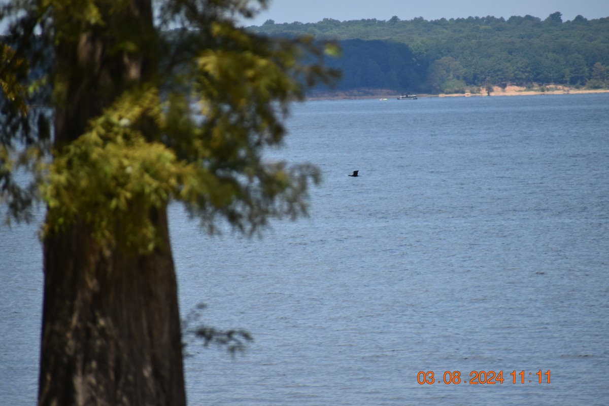 Double-crested Cormorant - ML622177901