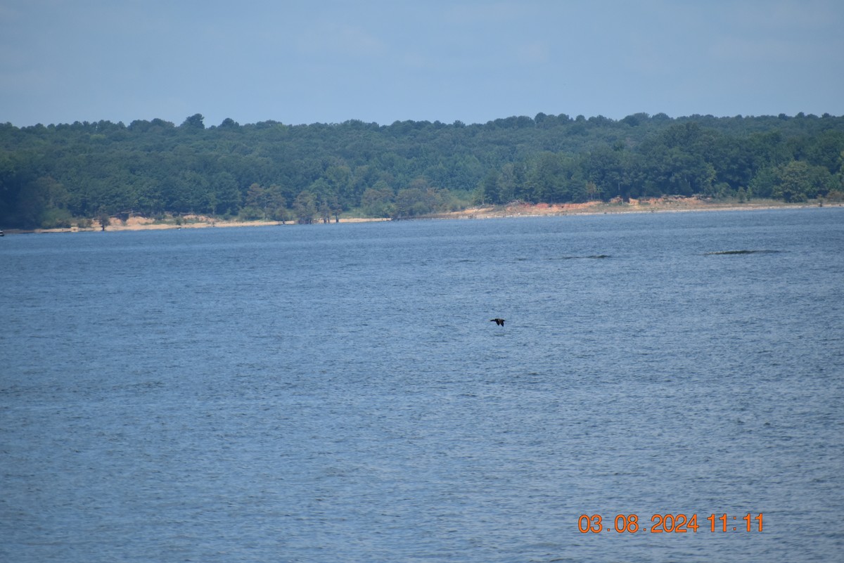 Double-crested Cormorant - ML622177902