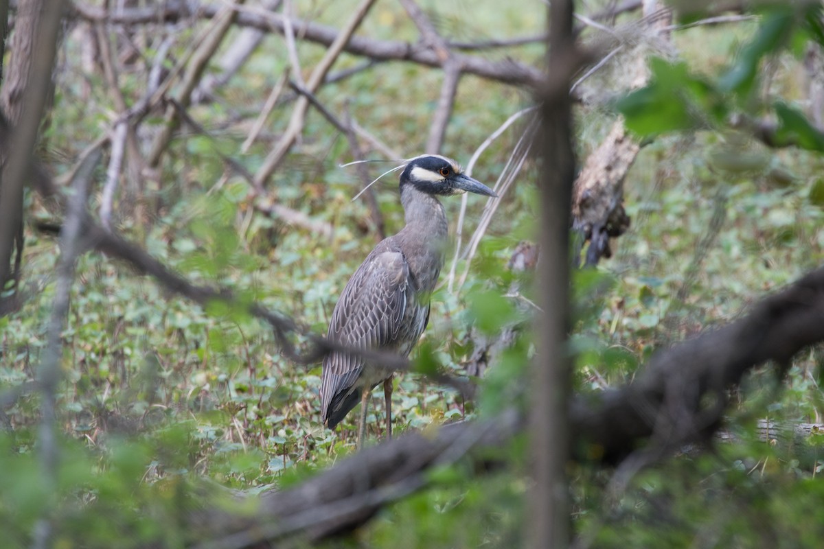 Yellow-crowned Night Heron - ML622177905