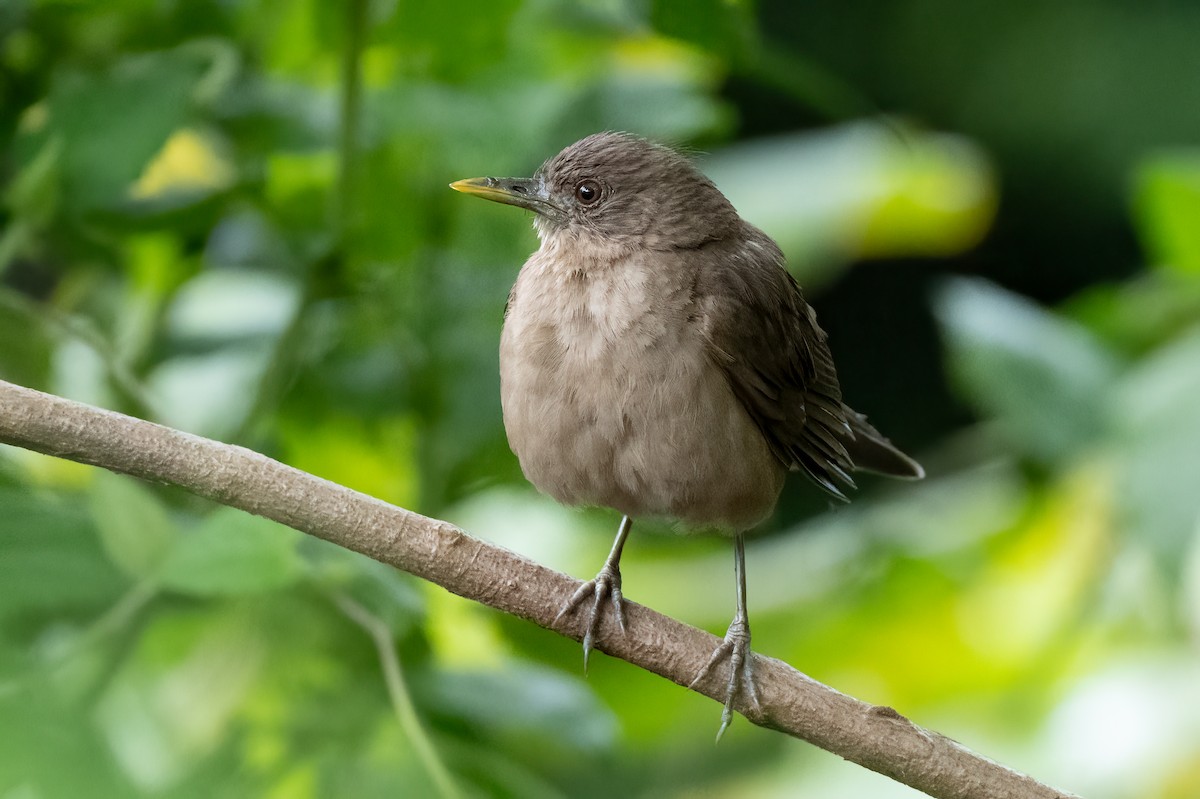 Clay-colored Thrush - ML622177907