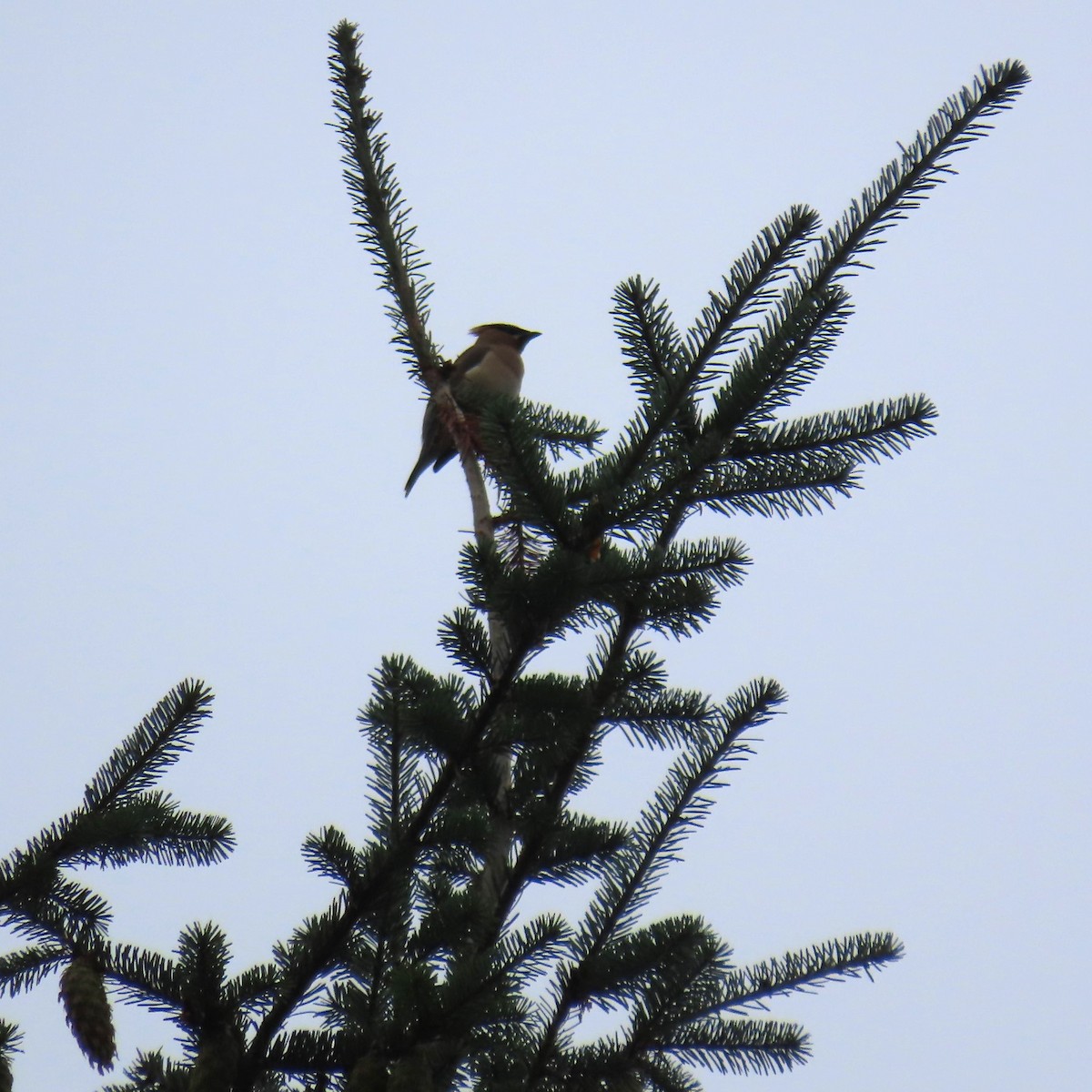 Cedar Waxwing - ML622177908