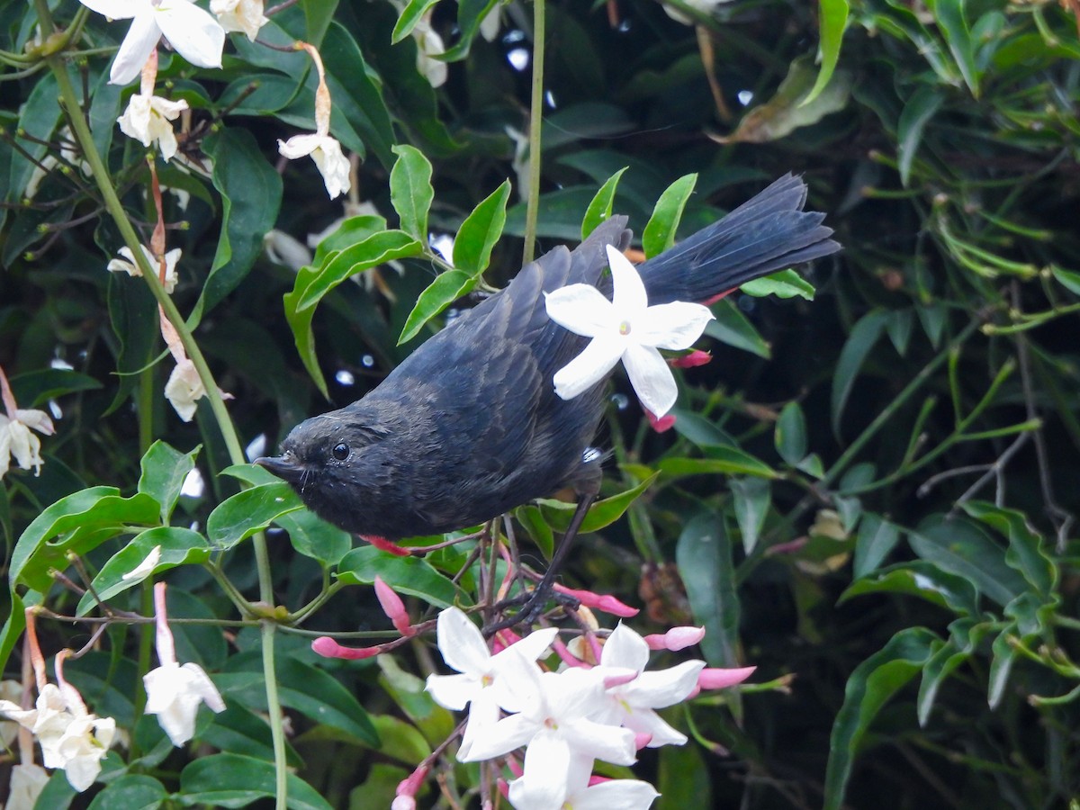 Black Flowerpiercer - ML622177909