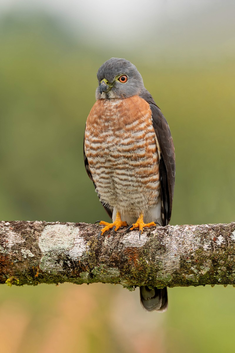 Double-toothed Kite - ML622177910