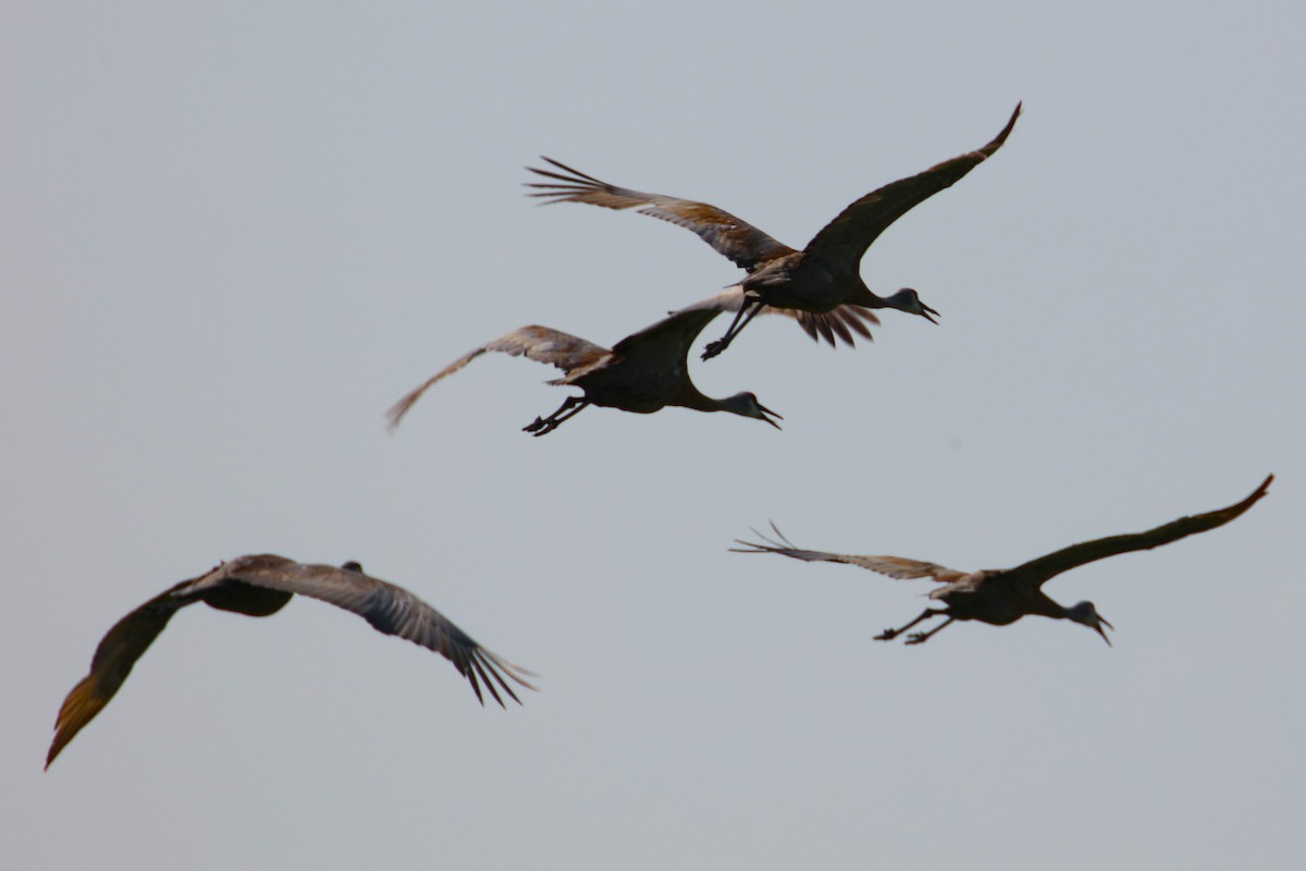 Sandhill Crane - Joli Reising