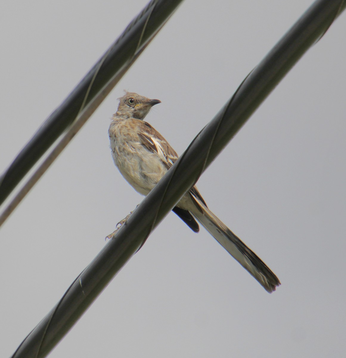 Northern Mockingbird - ML622177912