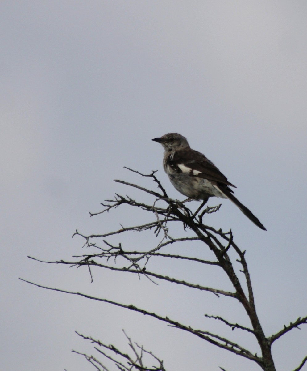 Northern Mockingbird - ML622177913