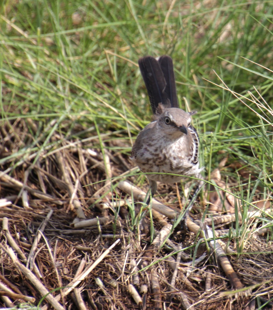 Northern Mockingbird - ML622177914