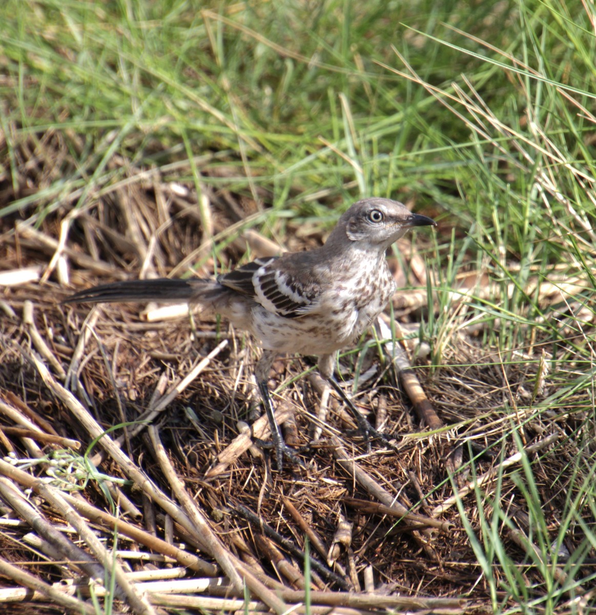 Northern Mockingbird - ML622177915