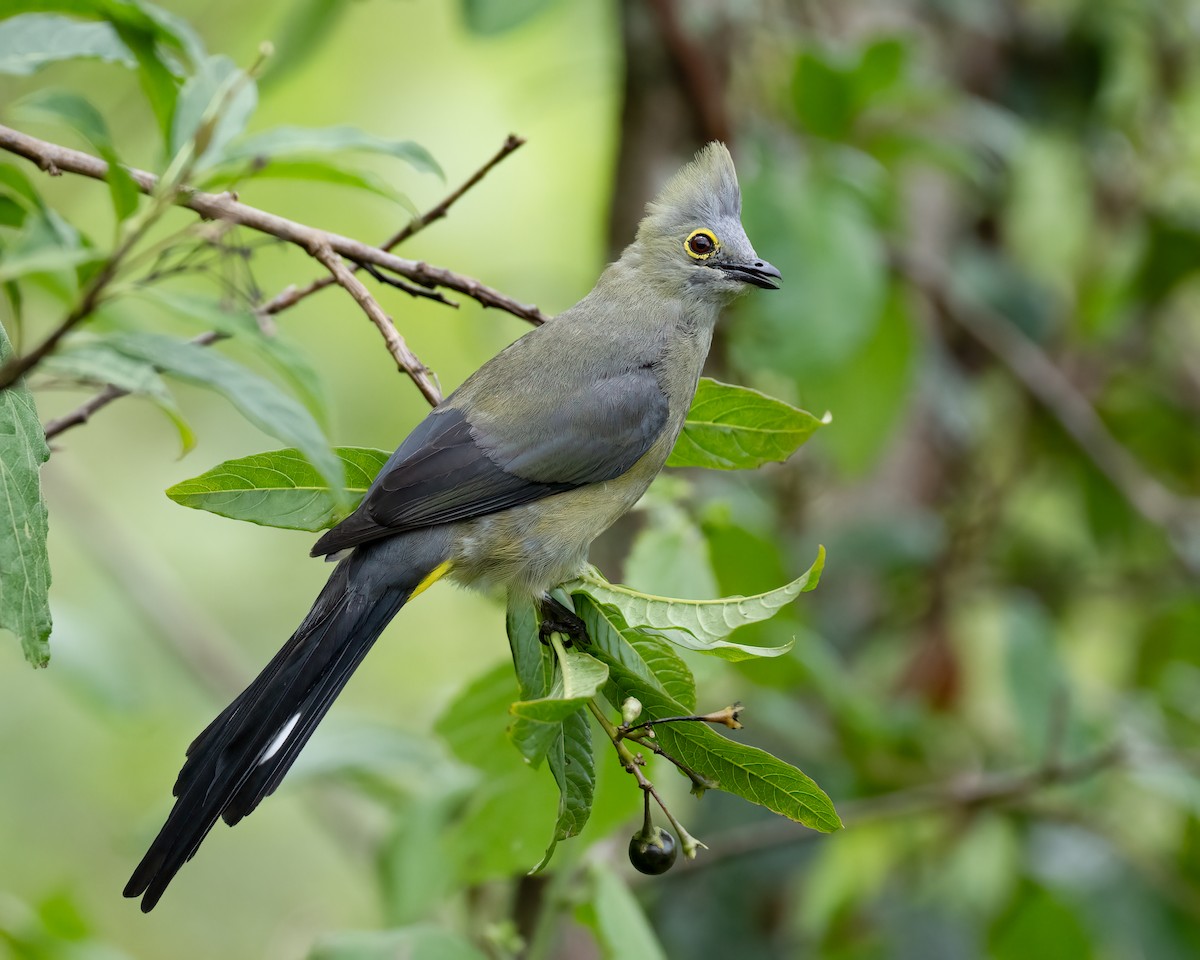 Long-tailed Silky-flycatcher - ML622177916