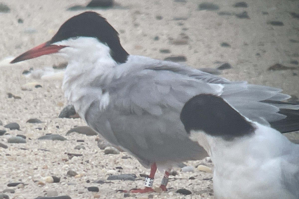 Common Tern - Valerie Burdette