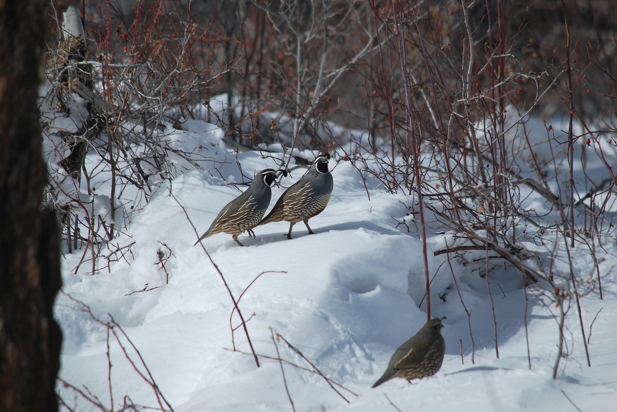 California Quail - Mason Preston