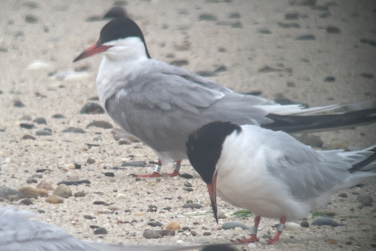 Common Tern - ML622177919