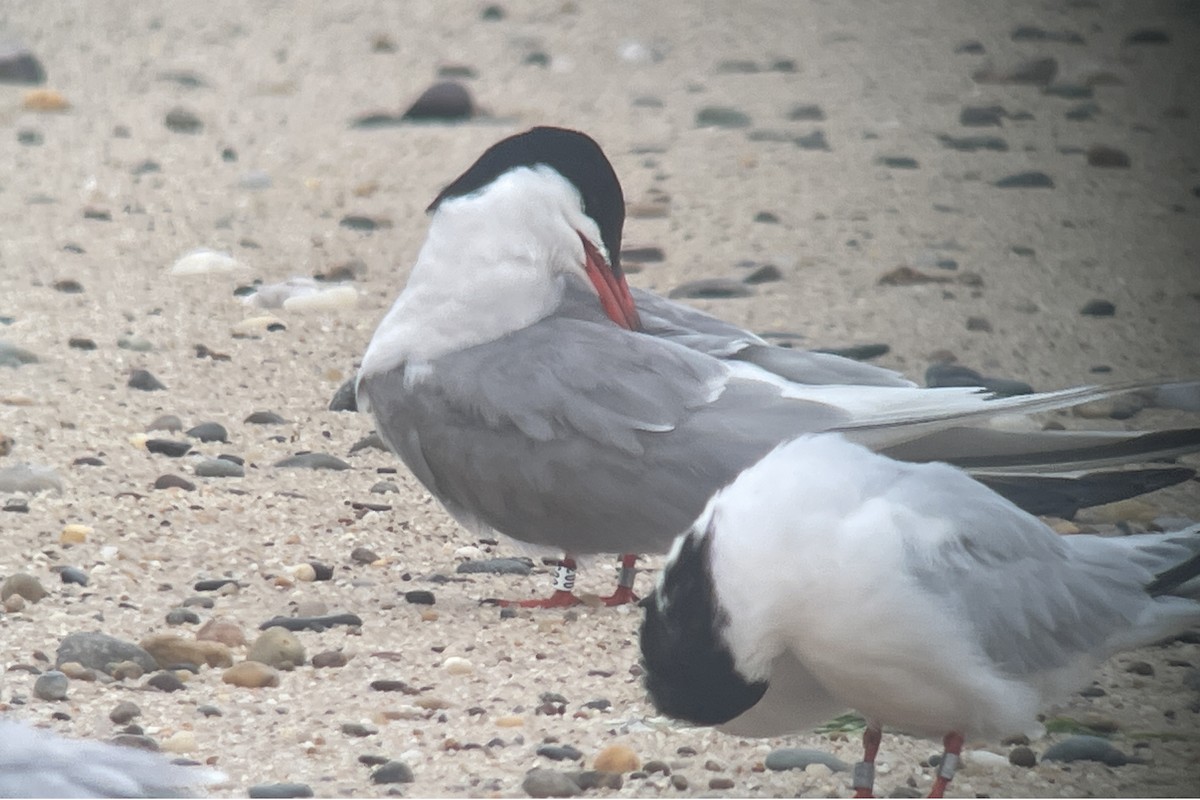 Common Tern - ML622177920