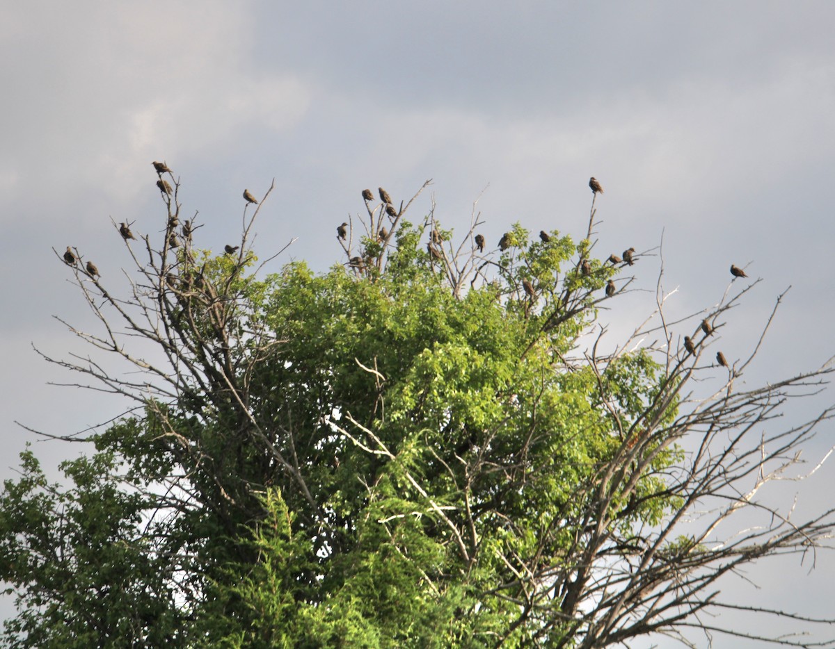 European Starling - ML622177921