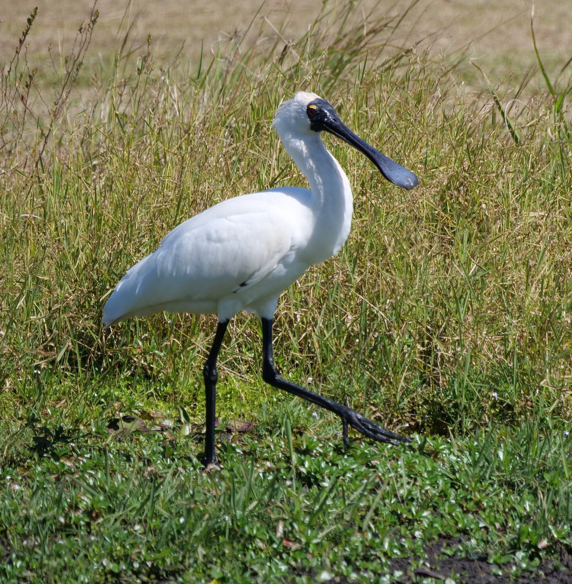 Royal Spoonbill - ML622177922