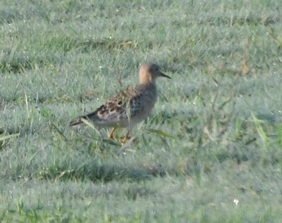 Buff-breasted Sandpiper - ML622177923