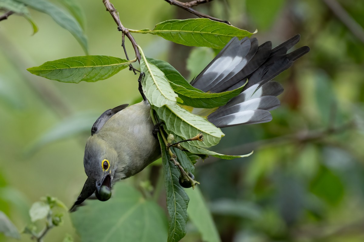 Long-tailed Silky-flycatcher - ML622177924