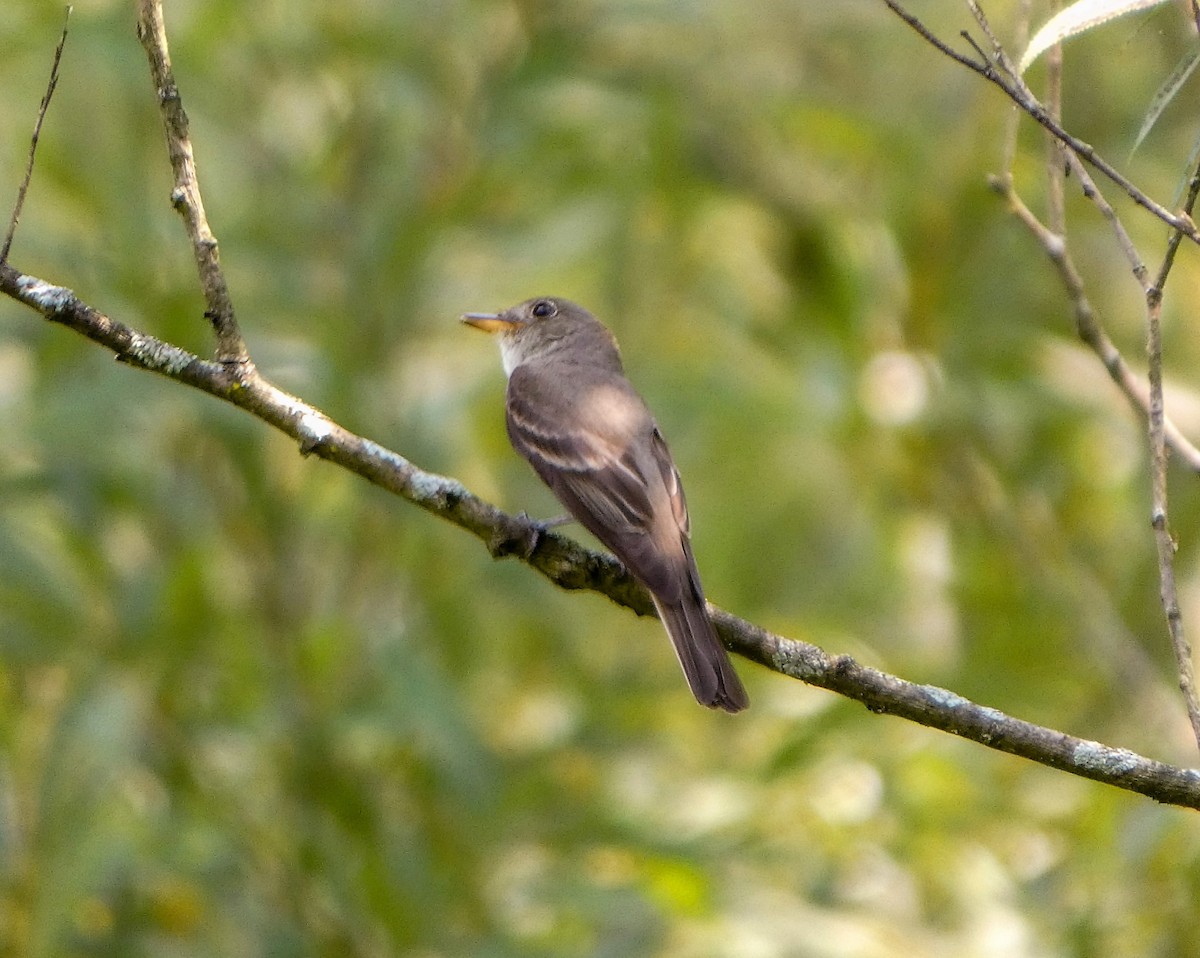 Eastern Wood-Pewee - ML622177925