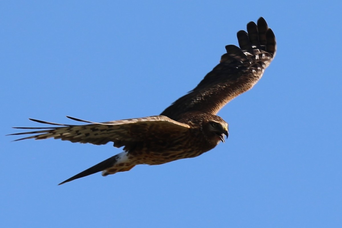 Northern Harrier - ML622177926