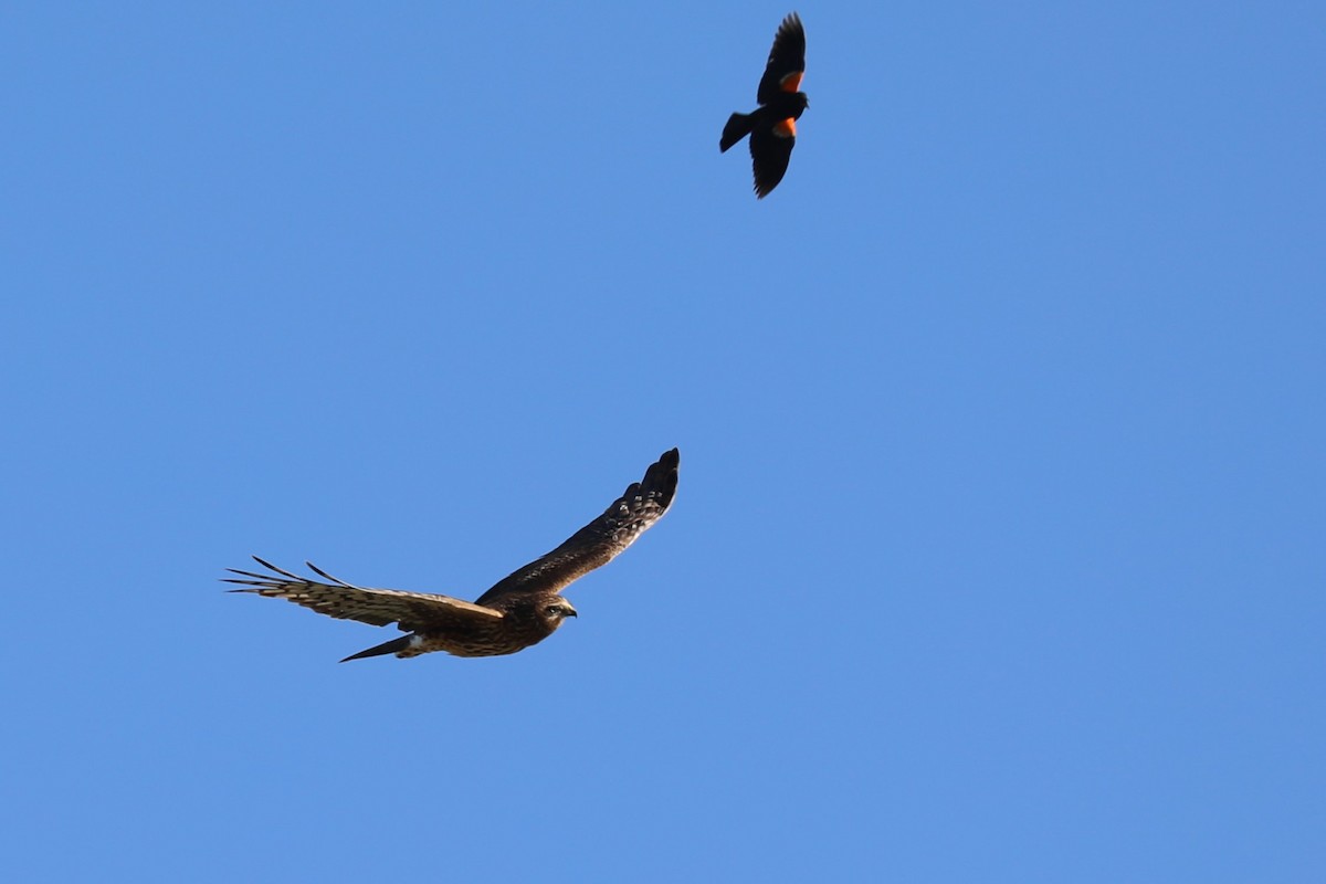 Northern Harrier - ML622177927