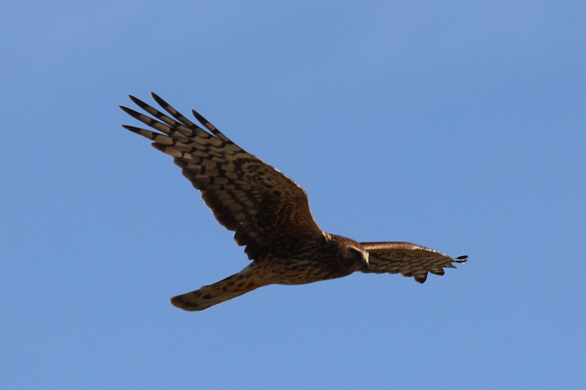 Northern Harrier - ML622177928